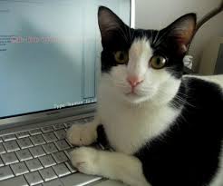 A cat sitting on a computer keyboard